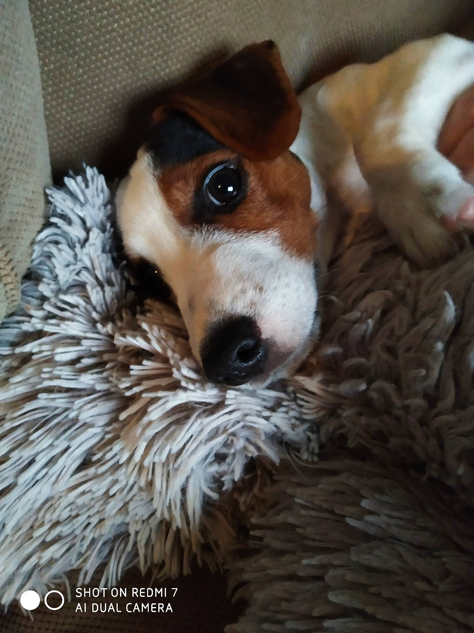 Prosper participe au concours pour gagner de l'argent avec cette photo : canidae, carnivore, companion_dog, danish_swedish_farmdog, dog, dog_breed, english_coonhound, fox_terrier, harrier, jack_russell_terrier, mammal, nose, parson_russell_terrier, puppy, russell_terrier, smooth_fox_terrier, snout, teddy_roosevelt_terrier, terrier, vertebrate