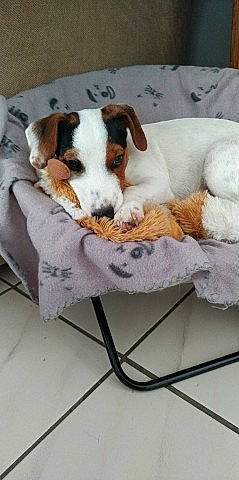 Prosper participe au concours pour gagner de l'argent avec cette photo : canidae, carnivore, companion_dog, dog, dog_bed, dog_breed, fox_terrier, jack_russell_terrier, mammal, parson_russell_terrier, puppy, russell_terrier, smooth_fox_terrier
