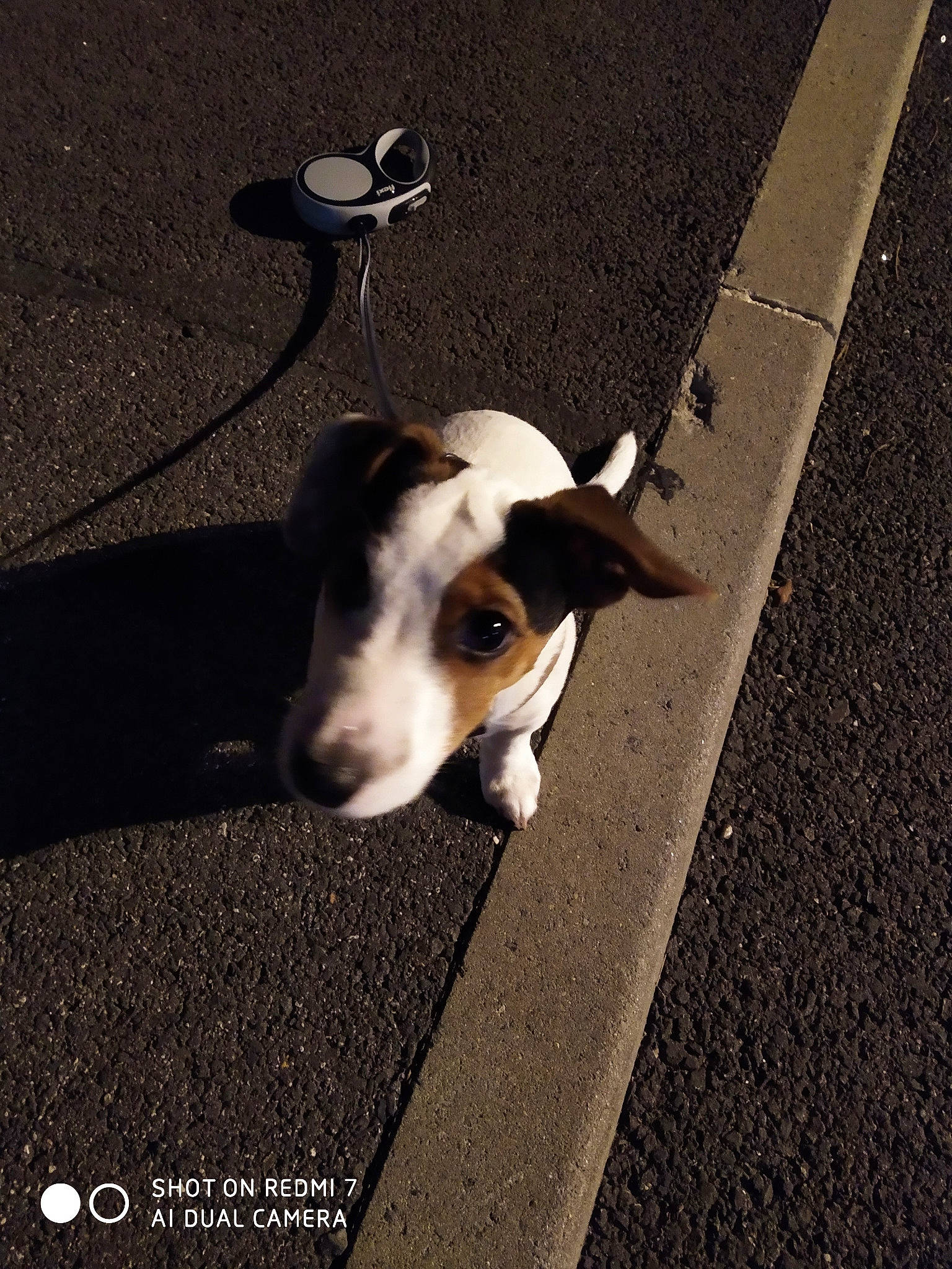 Prosper participe au concours pour gagner de l'argent avec cette photo : canidae, carnivore, dog, dog_breed, ear, mammal, nose, smooth_fox_terrier, snout, sporting_group, street_dog, vertebrate