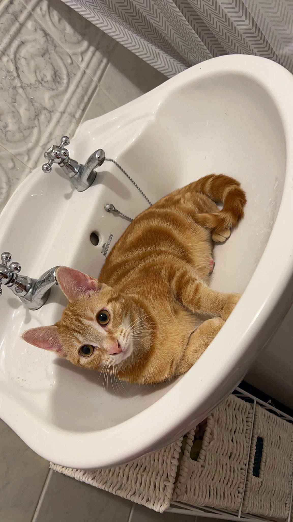 Miley is registered to the contest to win money with this photo: carnivore, cat, cat_supply, ceramic, comfort, dishware, domestic_short_haired_cat, fawn, felidae, fur, pet_supply, plumbing, plumbing_fixture, serveware, sink, small_to_medium_sized_cats, tail, tap, whiskers, wood