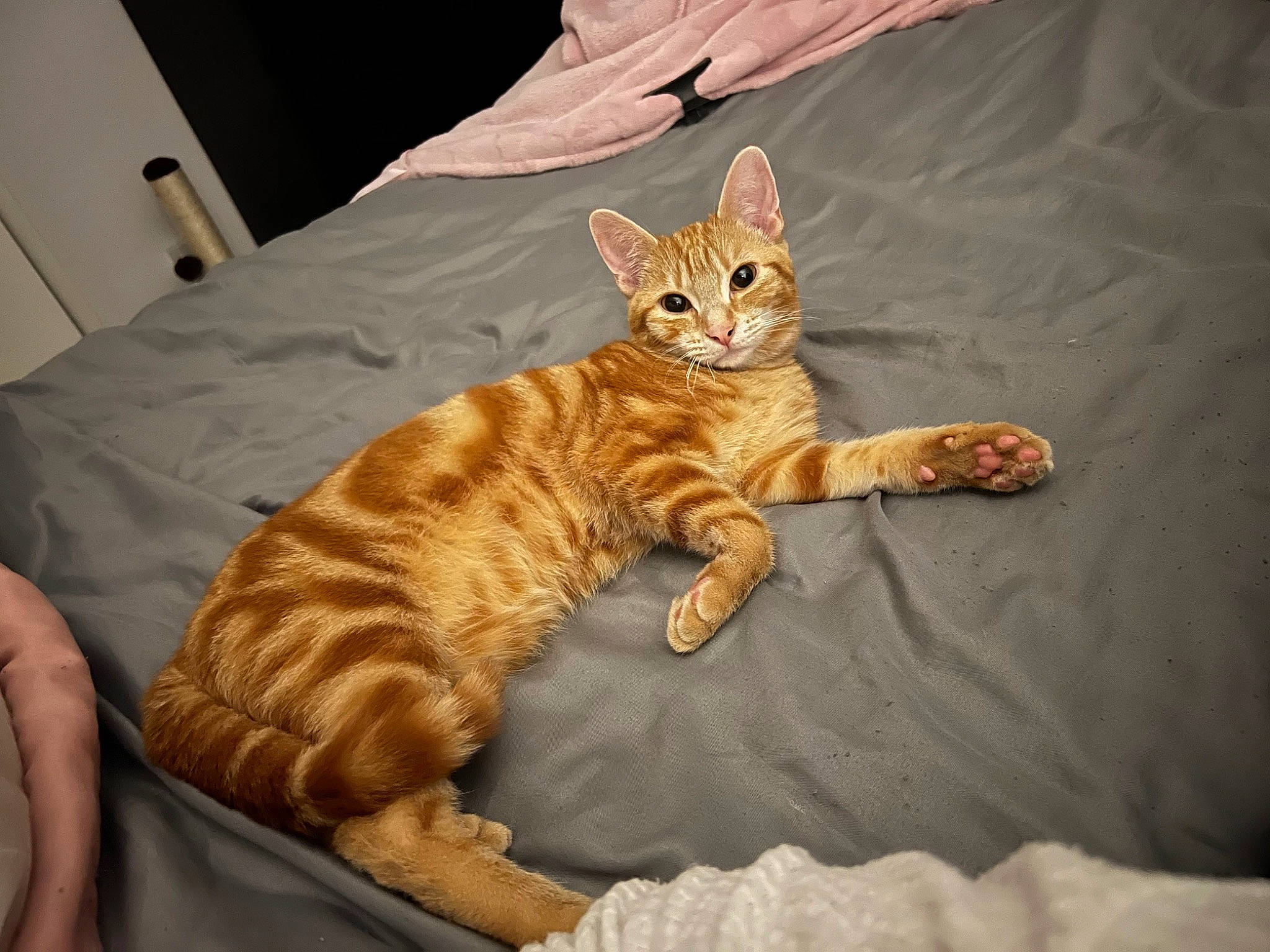 Miley is registered to the contest to win money with this photo: bed, carnivore, cat, cat_supply, claw, comfort, domestic_short_haired_cat, eye, fawn, felidae, fur, head, paw, sitting, small_to_medium_sized_cats, snout, tail, terrestrial_animal, whiskers, wood