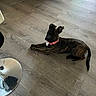 dog, brindle, pink_collar, indoor, wooden_floor, flooring, pet, lying_down, curious, canine, domestic_animal, furniture, modern, reflection, stool, calm, animal, household, young_dog, ears_up