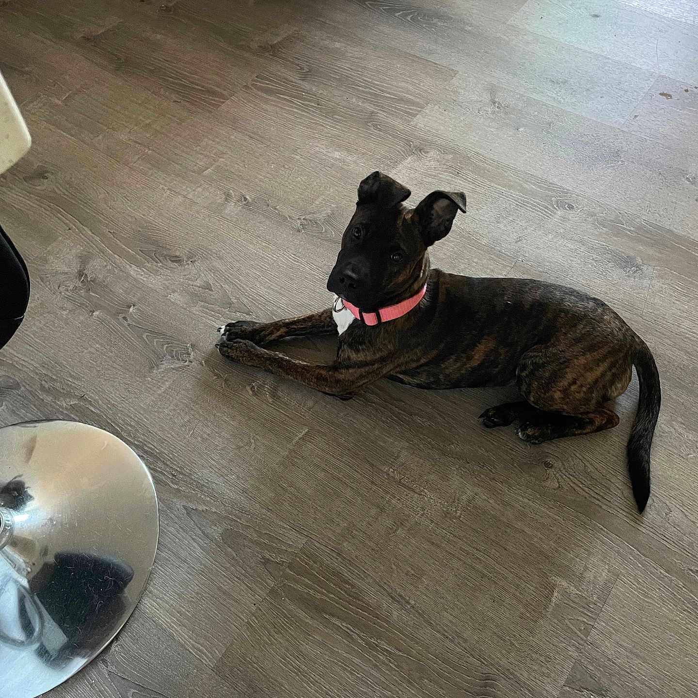 Zoey is registered to the contest to win money with this photo: dog, brindle, pink_collar, indoor, wooden_floor, flooring, pet, lying_down, curious, canine, domestic_animal, furniture, modern, reflection, stool, calm, animal, household, young_dog, ears_up