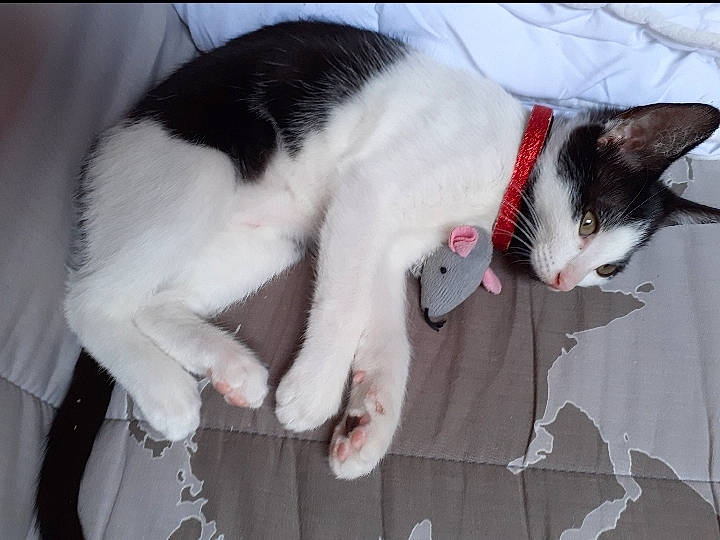 Yang a rejoint le concours — aidez-le/la à gagner de superbes lots ! carmine, carnivore, cat, claw, collar, comfort, domestic_short_haired_cat, eye, felidae, formal_wear, fur, lap, paw, plant, small_to_medium_sized_cats, snout, tail, tree, whiskers