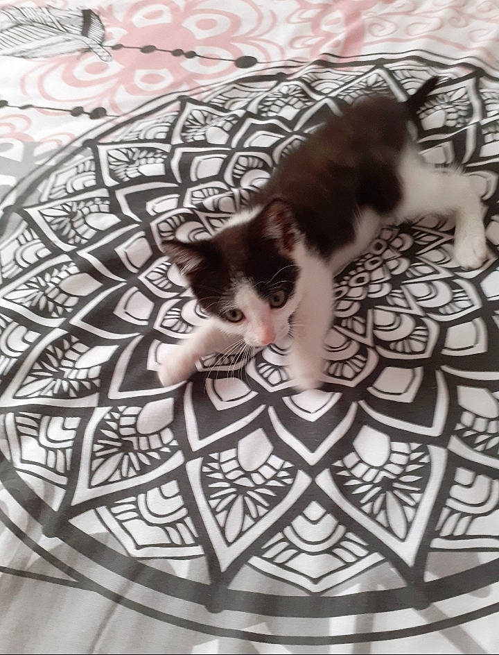 Yang a rejoint le concours — aidez-le/la à gagner de superbes lots ! art, black_and_white, carnivore, cat, domestic_short_haired_cat, felidae, flooring, font, fur, monochrome, monochrome_photography, pattern, room, serveware, small_to_medium_sized_cats, style, tail, textile, whiskers, wood