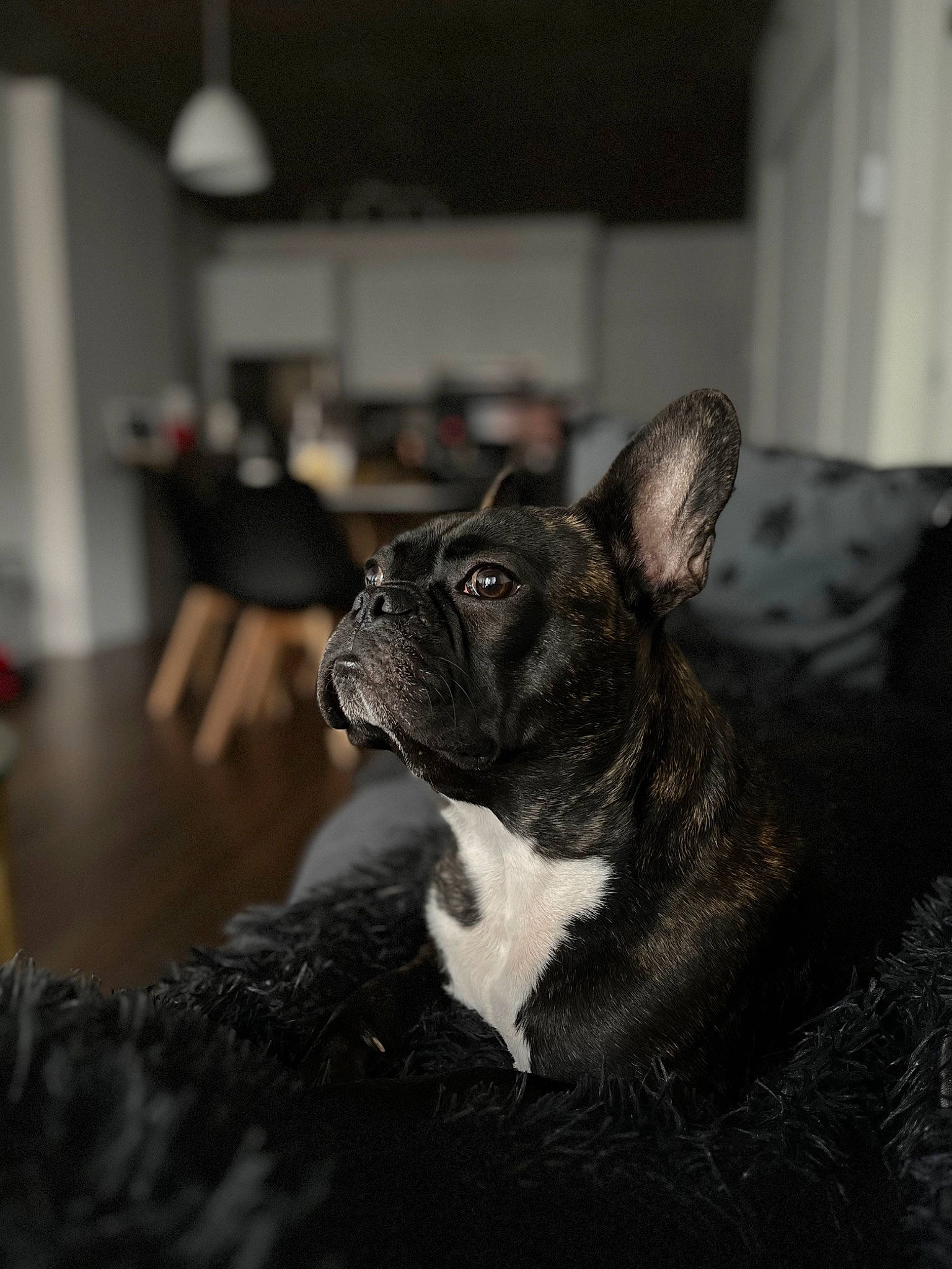 Barry is registered to the contest to win money with this photo: canidae, carnivore, comfort, companion_dog, dog, dog_breed, ear, fawn, felidae, fur, pug, room, small_to_medium_sized_cats, snout, sporting_group, terrestrial_animal, toy_dog, whiskers, working_animal, wrinkle