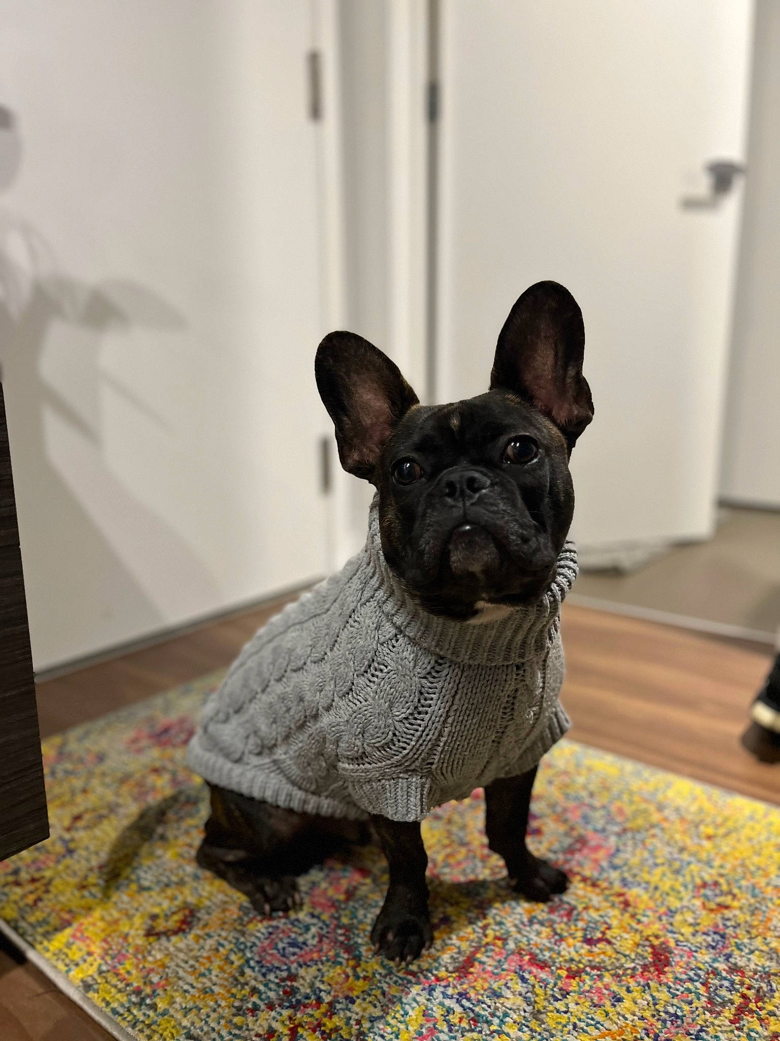 Barry is registered to the contest to win money with this photo: art, bulldog, canidae, carnivore, companion_dog, dog, dog_breed, ear, fawn, floor, flooring, french_bulldog, snout, sporting_group, tail, terrestrial_animal, toy_dog, whiskers, wood, working_animal