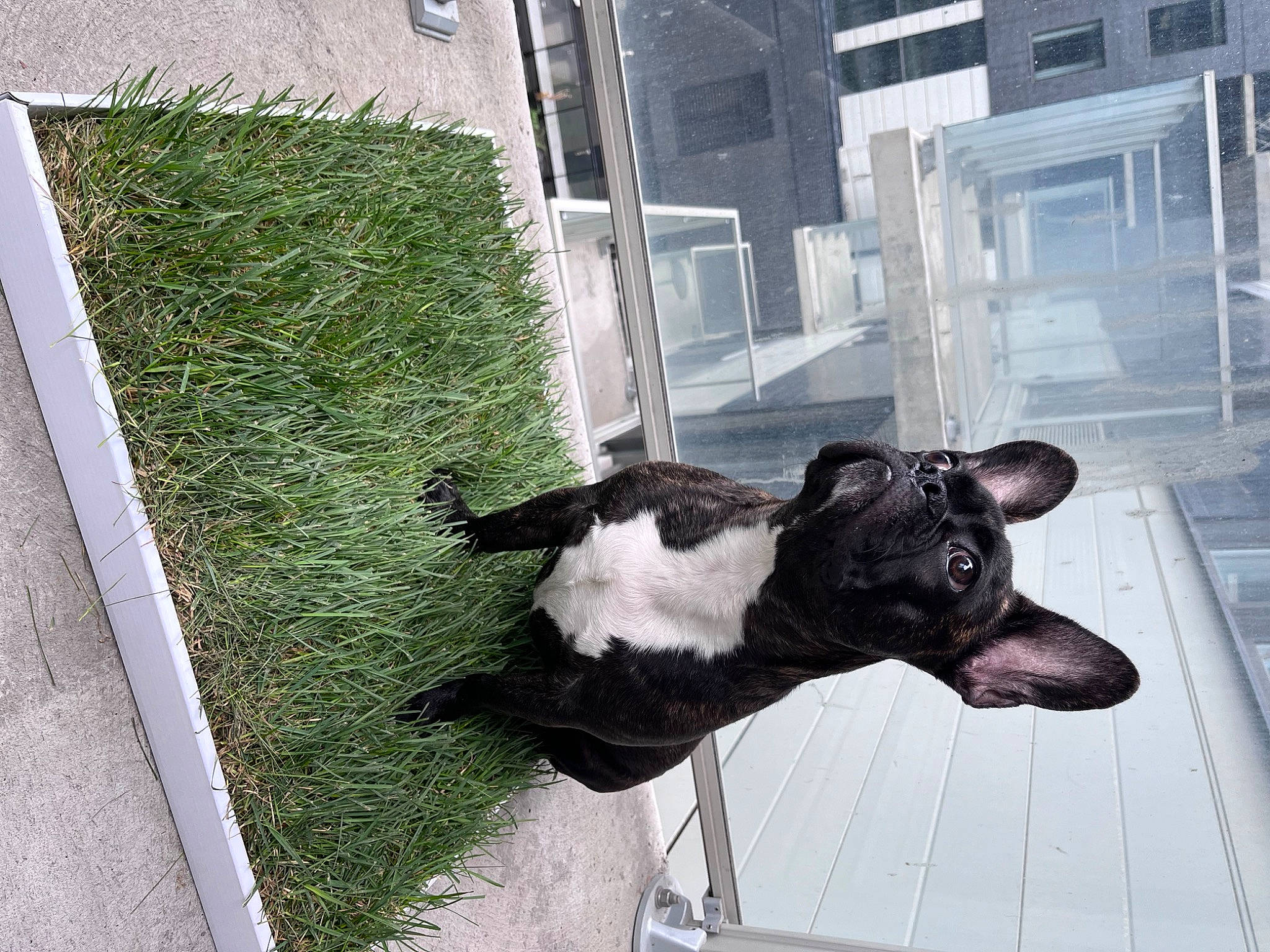 Barry is registered to the contest to win money with this photo: building, canidae, carnivore, collar, companion_dog, dog, dog_breed, dog_collar, fawn, flooring, fur, goats, grass, livestock, snapshot, snout, tail, whiskers, window, working_animal