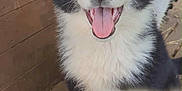 Akön a rejoint le concours — aidez-le/la à gagner de superbes lots ! puppy, dog, black_and_white, blue_eyes, tongue_out, happy, fluffy, close_up, wooden_background, pet, animal, cute, playful, smiling, young_dog, indoor, fur, ears, nose, mouth
