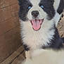 puppy, dog, black_and_white, blue_eyes, tongue_out, happy, fluffy, close_up, wooden_background, pet, animal, cute, playful, smiling, young_dog, indoor, fur, ears, nose, mouth