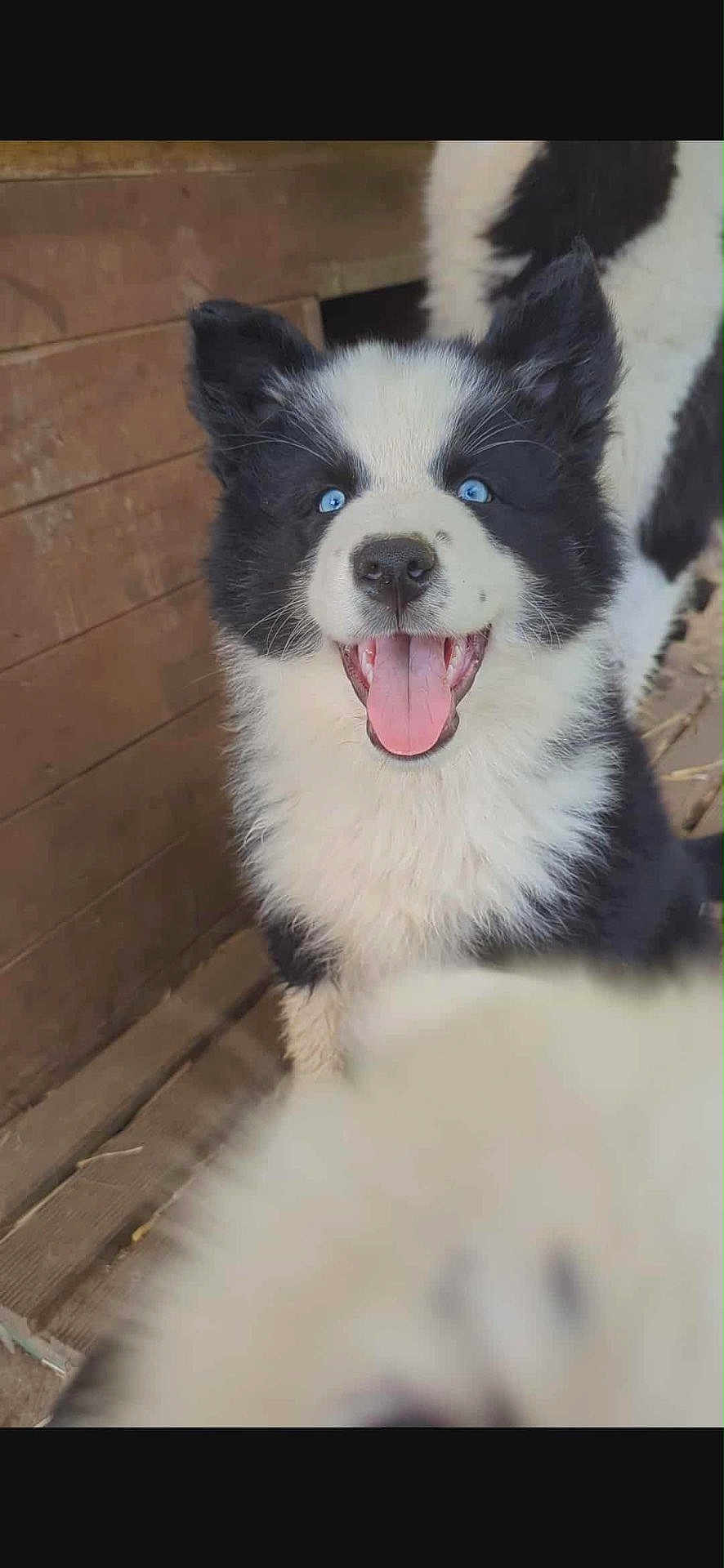 Akön participe au concours pour gagner de l'argent avec cette photo : puppy, dog, black_and_white, blue_eyes, tongue_out, happy, fluffy, close_up, wooden_background, pet, animal, cute, playful, smiling, young_dog, indoor, fur, ears, nose, mouth