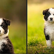 Akön participe au concours pour gagner de l'argent avec cette photo : puppy, dog, black_and_white, blue_eyes, fluffy, grass, outdoor, nature, cute, animal, portrait, young, pet, fur, standing, background_blur, adorable, eyes, canine, small