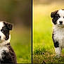 puppy, dog, black_and_white, blue_eyes, fluffy, grass, outdoor, nature, cute, animal, portrait, young, pet, fur, standing, background_blur, adorable, eyes, canine, small