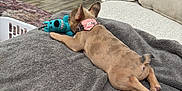 Nova joined the competition — help win amazing prizes! dog, puppy, toy, blanket, couch, living_room, floor, collar, plaid, brown_dog, indoor, wood_floor, laundry_basket, bathroom, doorway, carpet, chewing, relaxed, pet, home