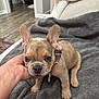 Nova joined the competition — help win amazing prizes! puppy, dog, french_bulldog, pet, cute, blanket, hand, indoor, flooring, collar, couch, cozy, animal, young_dog, fur, ears, face, sitting, home, person