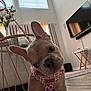 Nova joined the competition — help win amazing prizes! dog, puppy, french_bulldog, pet, indoor, living_room, floor, curious, harness, floral_pattern, head_tilt, window, curtain, table, television, decor, leash, furniture, modern, home