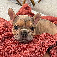 Nova joined the competition — help win amazing prizes! puppy, dog, cute, ears, towel, red, cozy, pet, fur, animal, lying_down, indoor, closeup, face, snout, adorable, resting, young, small, soft