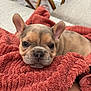 puppy, dog, cute, ears, towel, red, cozy, pet, fur, animal, lying_down, indoor, closeup, face, snout, adorable, resting, young, small, soft