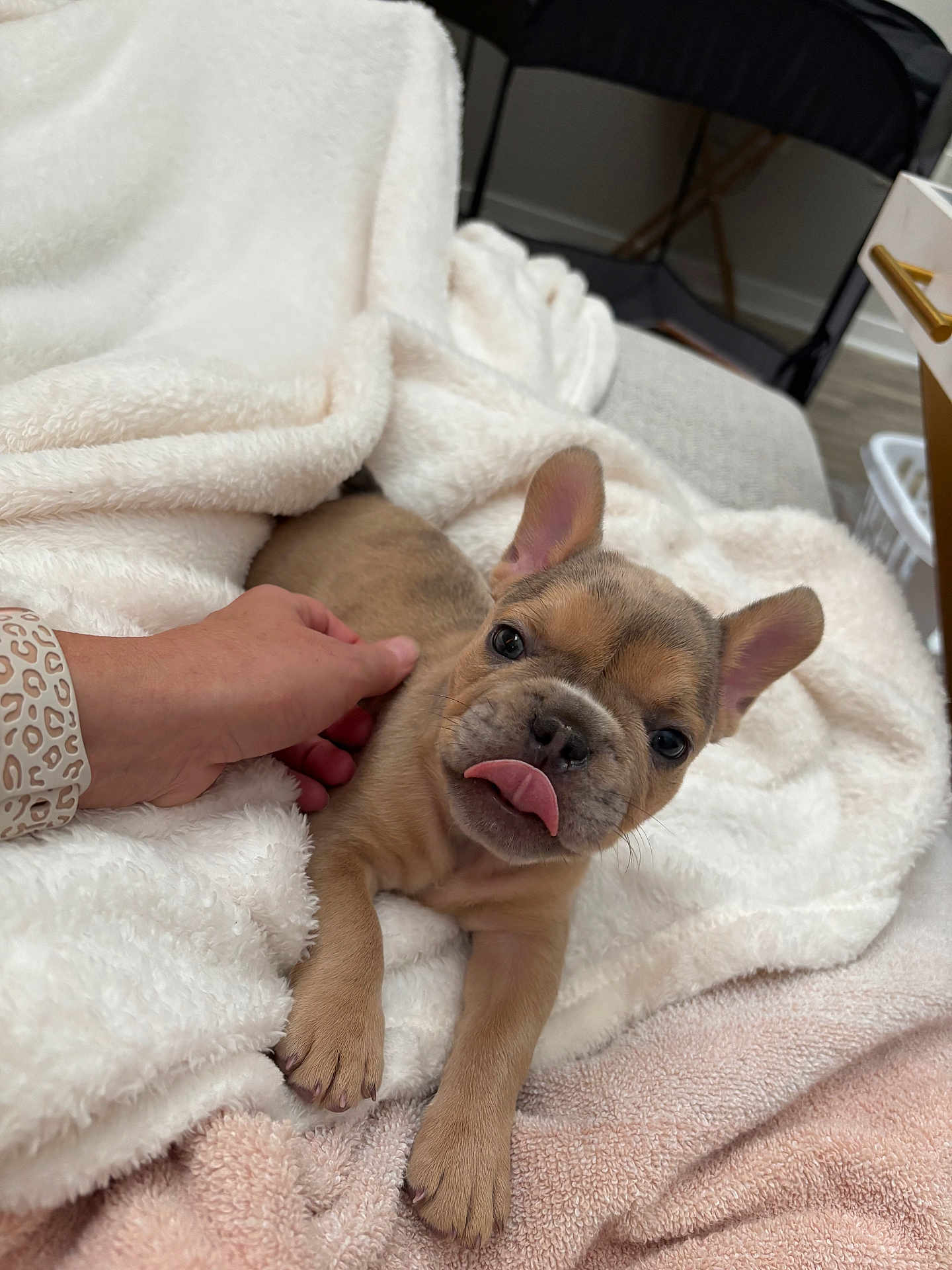 Nova joined the competition — help win amazing prizes! puppy, dog, french_bulldog, tongue_out, hand, blanket, cozy, indoor, pet, cute, fur, paw, face, snout, ears, lying_down, soft_texture, comfort, animal, domestic