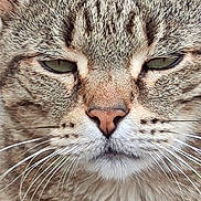 Gatito a rejoint le concours — aidez-le/la à gagner de superbes lots ! cat, tabby, close_up, fur, whiskers, green_eyes, animal, pet, outdoor, face, ears, nose, portrait, mammal, feline, stripes, expression, nature, closeup