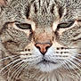 cat, tabby, close_up, fur, whiskers, green_eyes, animal, pet, outdoor, face, ears, nose, portrait, mammal, feline, stripes, expression, nature, closeup