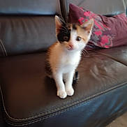 Maya a rejoint le concours — aidez-le/la à gagner de superbes lots ! animal, calico, cat, couch, cute, ears, floor, floral_pattern, furniture, furry, home, indoor, kitten, leather_couch, pet, pillow, sitting, small, whiskers, young