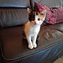 animal, calico, cat, couch, cute, ears, floor, floral_pattern, furniture, furry, home, indoor, kitten, leather_couch, pet, pillow, sitting, small, whiskers, young