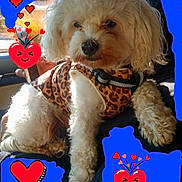 Nova joined the competition — help win amazing prizes! adorable, animal, canine, collar, companion, cute, cute_outfit, dog, fluffy, fur, hearts, indoors, leopard_print, love, paw, pet, portrait, sitting, small_dog, white