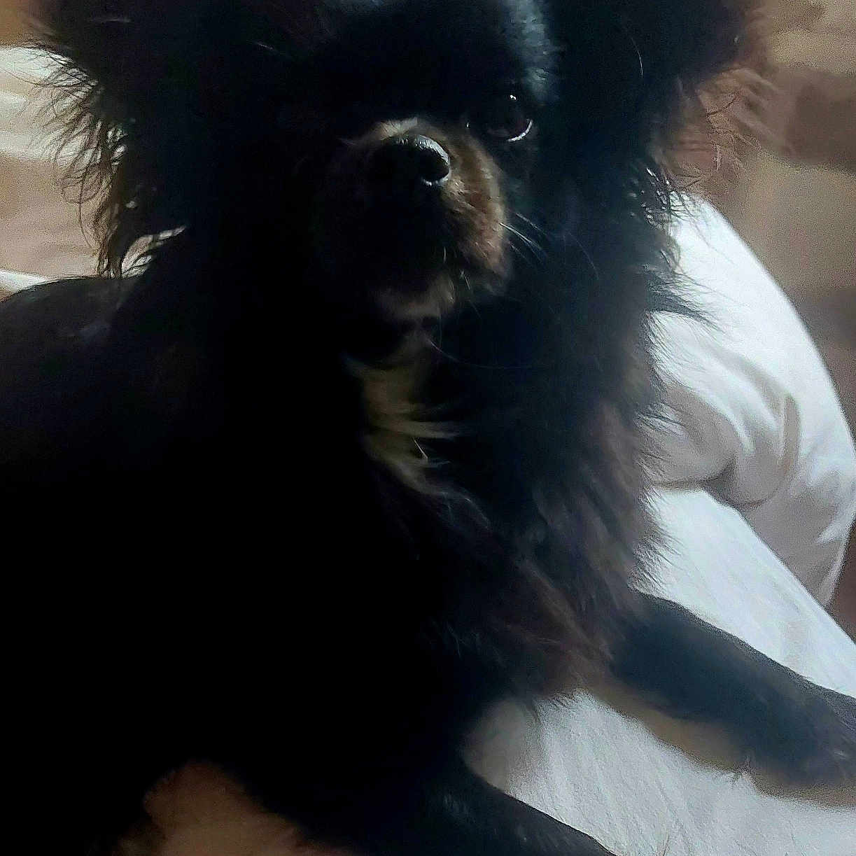 Chanel a rejoint le concours — aidez-le/la à gagner de superbes lots ! dog, black_dog, fluffy, pet, animal, indoor, bed, white_bed, ears, fur, canine, lying_down, shadow, cute, companion, domestic_animal, portrait, resting, facing_camera, soft_light