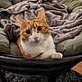 cat, orange_cat, white_cat, pet, chair, cushion, blanket, indoor, curious, wide_eyes, fur, whiskers, paw, relaxed, cozy, furniture, home, carpet, looking, animal