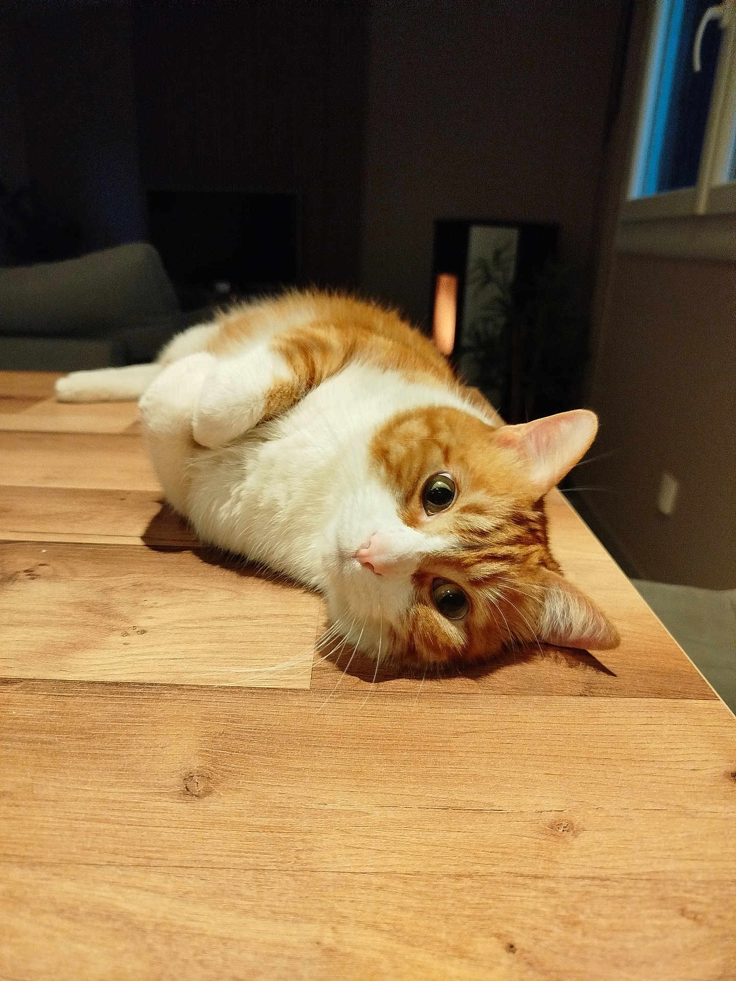 Balou participe au concours pour gagner de l'argent avec cette photo : cat, orange_cat, white_cat, pet, animal, indoor, wooden_table, curious, lying_down, feline, cute, domestic_cat, whiskers, ears, fur, eyes, living_room, cozy, soft_lighting, relaxed