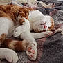 Balou participe au concours pour gagner de l'argent avec cette photo : cat, sleeping, orange_and_white, paw_pads, blanket, cozy, indoor, relaxed, feline, fur, cute, resting, pet, whiskers, soft, napping, close_up, comfort, domestic_animal, peaceful