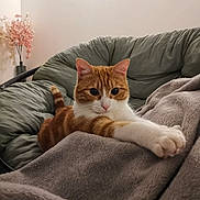 Balou participe au concours pour gagner de l'argent avec cette photo : cat, orange_cat, white_cat, pet, indoor, cozy, blanket, furniture, cushion, chair, flower, vase, relaxing, stretching, paw, fur, whiskers, cute, domestic_cat, resting