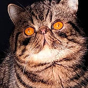 Ramades a rejoint le concours — aidez-le/la à gagner de superbes lots ! alert, animal, cat, close_up, cute, dark_background, domestic_cat, ears, face, feline, fluffy, fur, head, indoor, orange_eyes, pet, portrait, striped, tabby, whiskers