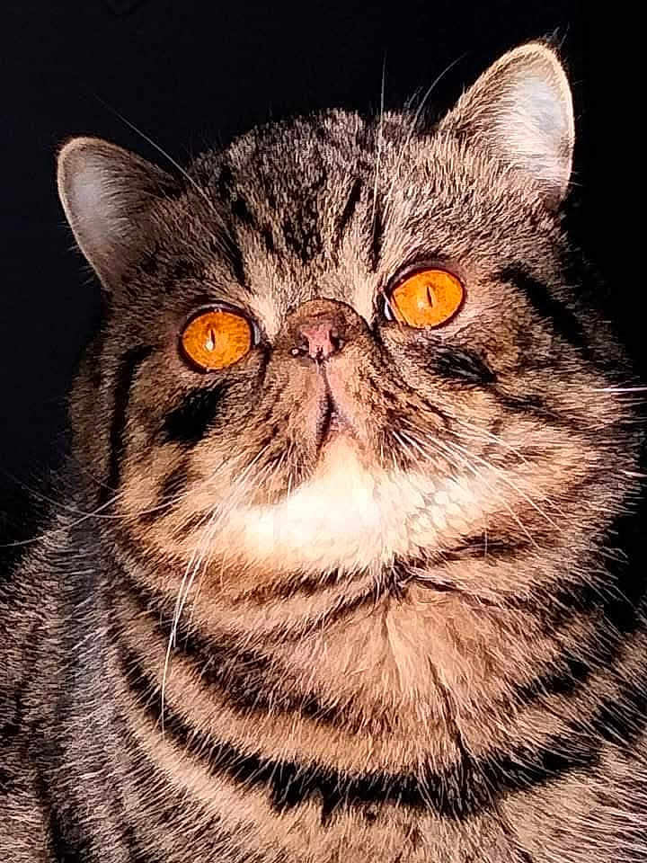 Ramades a rejoint le concours — aidez-le/la à gagner de superbes lots ! alert, animal, cat, close_up, cute, dark_background, domestic_cat, ears, face, feline, fluffy, fur, head, indoor, orange_eyes, pet, portrait, striped, tabby, whiskers