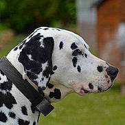 Berlioz participe au concours pour gagner de l'argent avec cette photo :