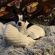 Rebel joined the competition — help win amazing prizes! animal, attentive, black_and_white, blanket, comfort, couch, cozy, curious, dog, ears, floral, fluffy, fur, home, indoor, pattern, pet, resting, small_dog, texture