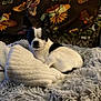 animal, attentive, black_and_white, blanket, comfort, couch, cozy, curious, dog, ears, floral, fluffy, fur, home, indoor, pattern, pet, resting, small_dog, texture