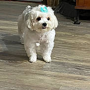 Essie Bell joined the competition — help win amazing prizes! adorable, animal, bow, broom, companion, curious, cute, dog, domestic, fluffy, friendly, furniture, home, indoor, pet, small_dog, tongue_out, walking, white_dog, wooden_floor