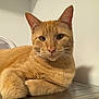 Sunny is registered to the contest to win money with this photo: cat, orange_tabby, pet, animal, indoor, feline, fur, whiskers, ears, face, eyes, relaxed, resting, metal_surface, shadow, background, domestic, comfort, closeup, portrait