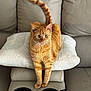 Sunny joined the competition — help win amazing prizes! cat, orange_tabby, pet, feline, couch, cushion, indoor, relaxed, cute, whiskers, tail, fur, animal, domestic_cat, seated, cozy, home, living_room, comfortable, ears