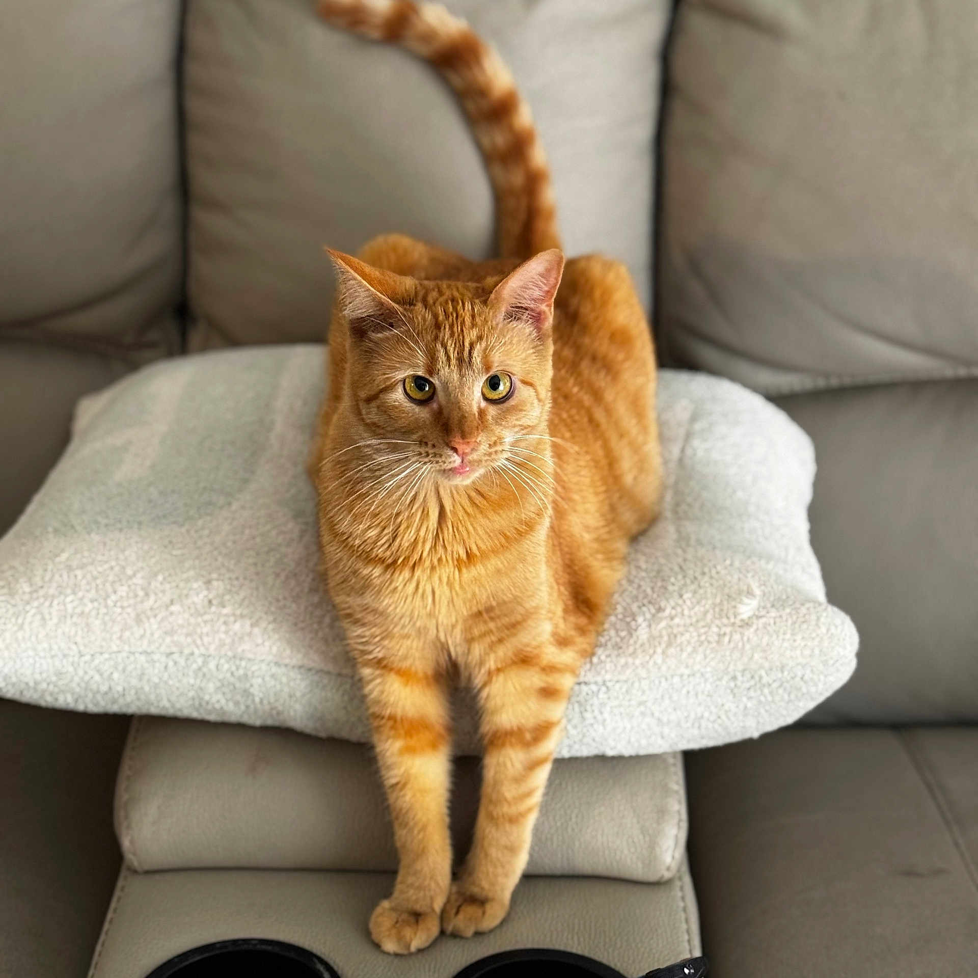 Sunny joined the competition — help win amazing prizes! cat, orange_tabby, pet, feline, couch, cushion, indoor, relaxed, cute, whiskers, tail, fur, animal, domestic_cat, seated, cozy, home, living_room, comfortable, ears