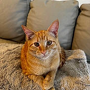 Sunny joined the competition — help win amazing prizes! cat, orange_tabby, pet, animal, fluffy_blanket, couch, indoor, relaxed, feline, whiskers, ears, paws, fur, closeup, domestic_cat, cute, resting, living_room, soft_texture, curious