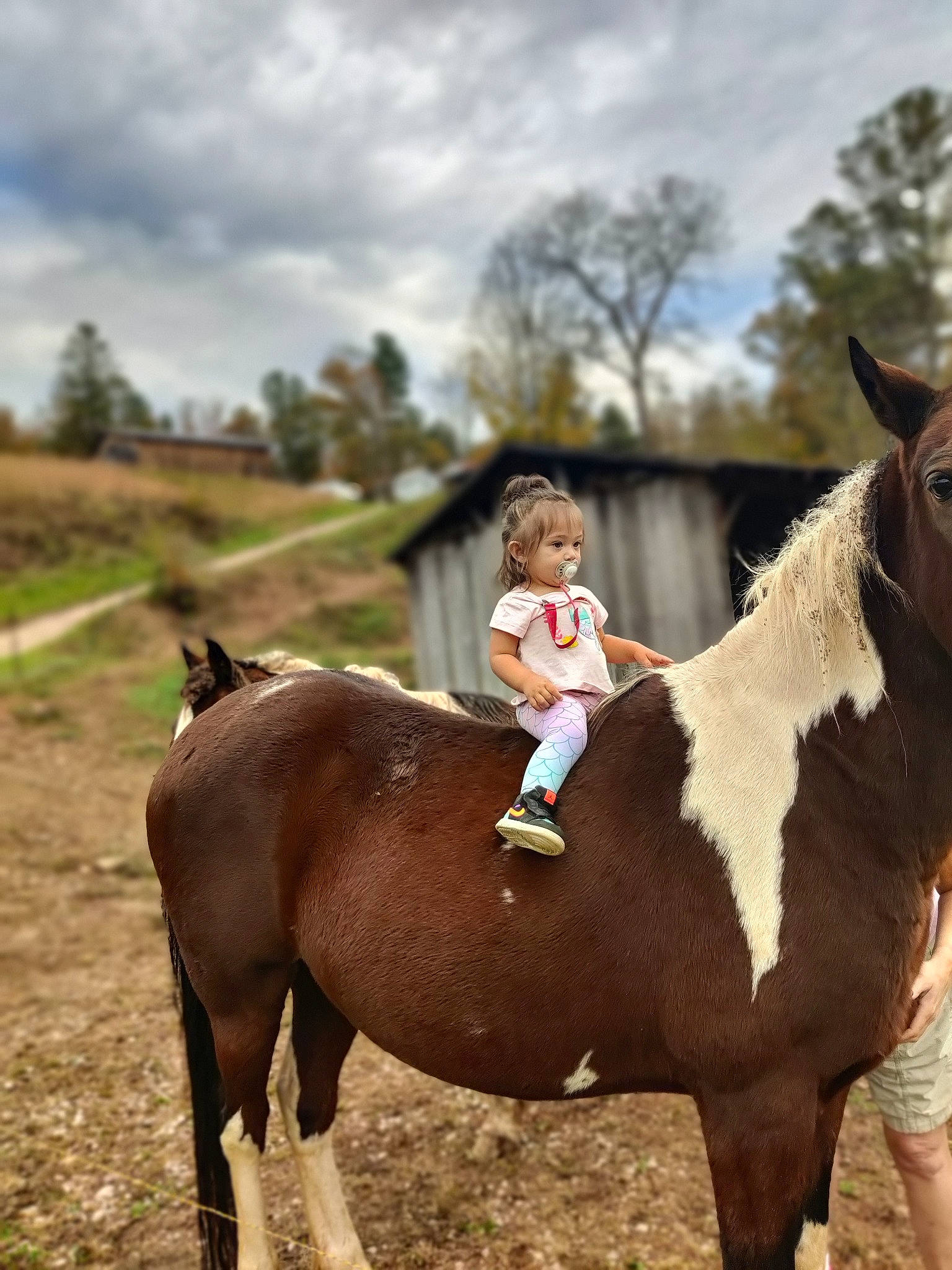 Luna joined the competition — help win amazing prizes! bridle, cloud, dress, equestrianism, grass, grassland, happy, horse, horse_supplies, horse_tack, landscape, liver, mammal, mane, pack_animal, person, rein, sky, sorrel, tree