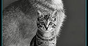 Mirabelle participe au concours pour gagner de l'argent avec cette photo : cat, tabby_cat, black_and_white, portrait, sitting, looking_up, fog, mist, animal, pet, feline, close_up, studio, artistic, monochrome, background, text_overlay, instruction, calm, majestic