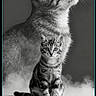 cat, tabby_cat, black_and_white, portrait, sitting, looking_up, fog, mist, animal, pet, feline, close_up, studio, artistic, monochrome, background, text_overlay, instruction, calm, majestic