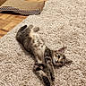 animal, belly_up, camera_gaze, cardboard_box, carpet, cat, fur, hardwood_floor, home, indoor, living_room, lying_down, pet, playful, portrait, relaxed, rug, scratching_pad, striped_fur, tabby_cat