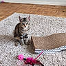 kitten, cat, tabby, pet, indoor, carpet, toy, feather, scratchpad, wooden_floor, curious, small, feline, playful, young, animal, home, floor, pink, beige