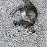 animal, belly_up, carpet, cat, curious, feline, floor, green_eyes, home, indoor, lying_down, pet, photography, playful, portrait, relaxed, striped_fur, tabby, toy, upside_down
