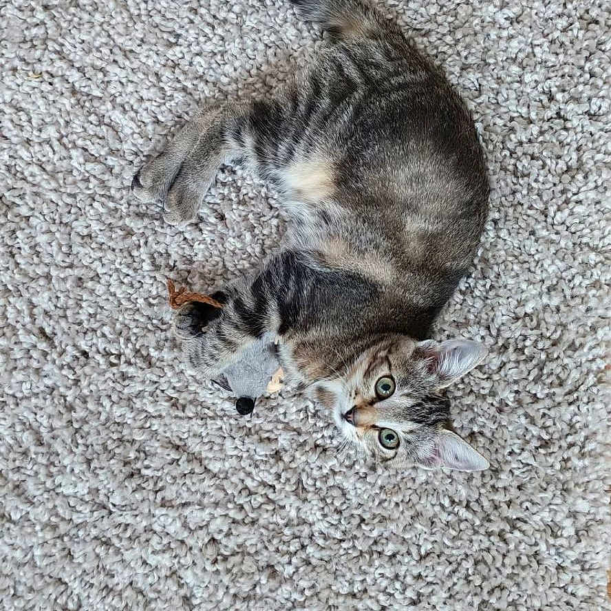 Mirabelle